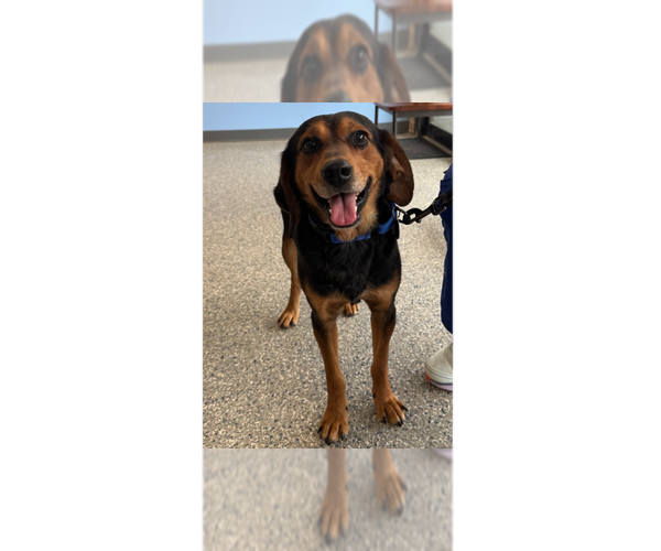 Medium Photo #1 Beagle-Unknown Mix Puppy For Sale in Greenbelt, MD, USA