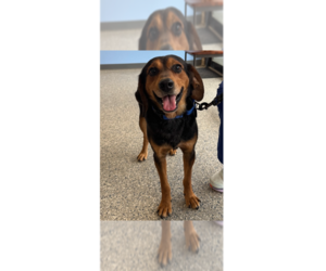 Beagle-Unknown Mix Dogs for adoption in Greenbelt, MD, USA