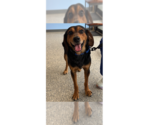 Small Beagle Mix