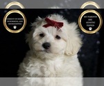 Small #5 Maltipoo (Miniature)