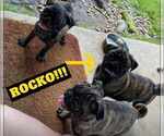 Small Photo #6 Pug Puppy For Sale in ROUND ROCK, TX, USA