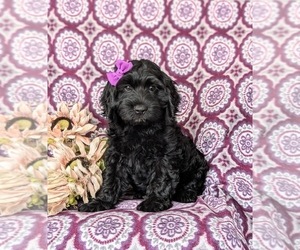 Cock-A-Poo Puppy for sale in PEACH BOTTOM, PA, USA