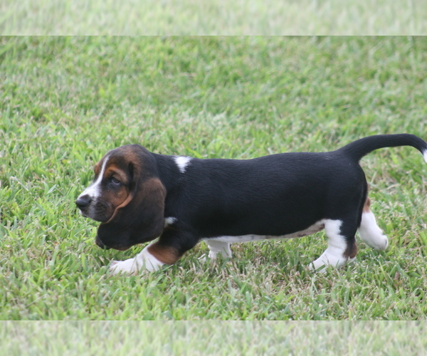 Medium Photo #8 Basset Hound Puppy For Sale in MEMPHIS, MO, USA
