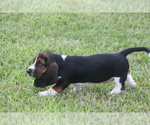 Small #7 Basset Hound