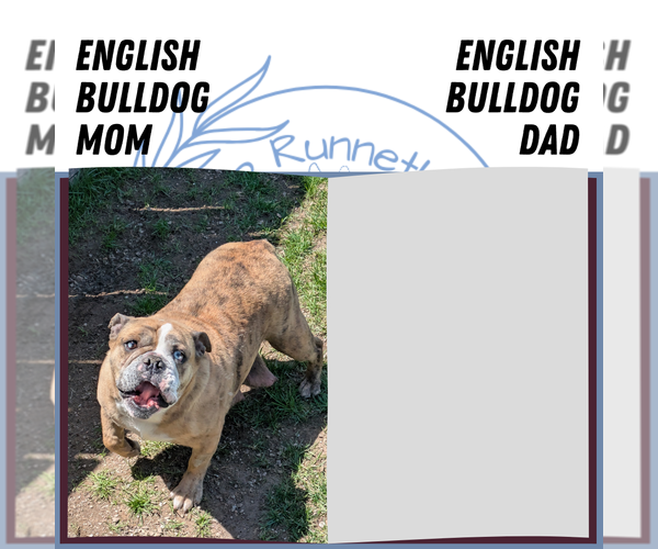 Medium Photo #11 English Bulldog Puppy For Sale in GOSHEN, IN, USA