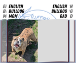 Small #10 English Bulldog