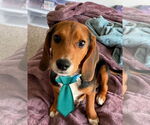 Small Beagle
