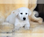 Small #9 Labrador Retriever-Samoyed Mix