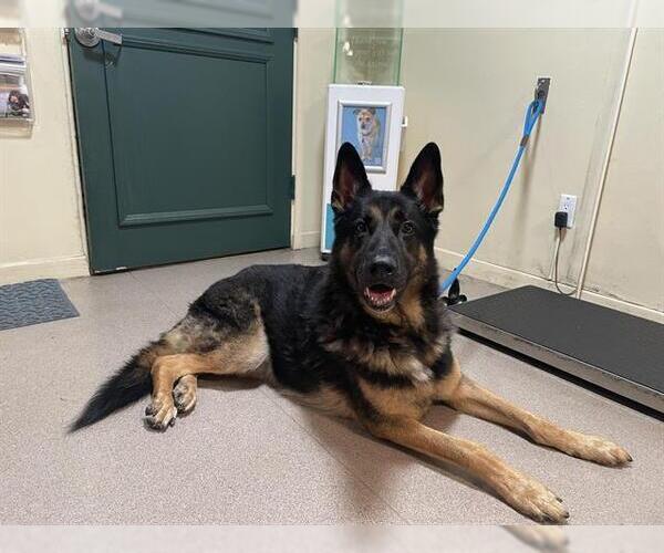 Medium Photo #1 German Shepherd Dog Puppy For Sale in Pasadena, CA, USA
