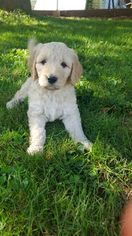 Goldendoodle Puppy for sale in SANDYVILLE, OH, USA