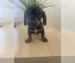 Small Photo #1 Dachshund Puppy For Sale in WEST HILLS, CA, USA