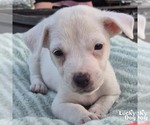 Small Labrador Retriever Mix