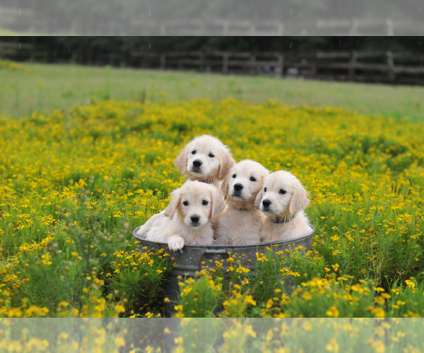 Medium Photo #4 English Cream Golden Retriever Puppy For Sale in RALEIGH, NC, USA