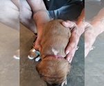 Small Photo #1 Boxer Puppy For Sale in KANSAS CITY, MO, USA