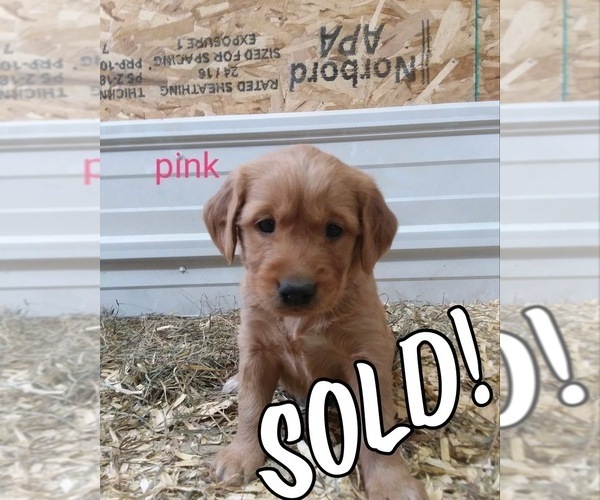 Medium Photo #2 Golden Retriever Puppy For Sale in AURELIA, IA, USA