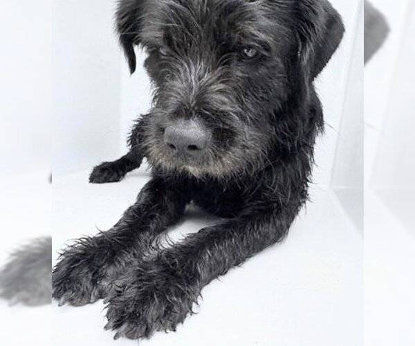 Medium Photo #1 Labrador Retriever-Unknown Mix Puppy For Sale in Houston, TX, USA