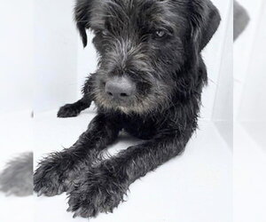 Labrador Retriever-Unknown Mix Dogs for adoption in Houston, TX, USA