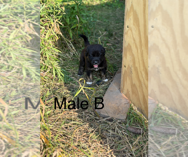 Medium Photo #2 Golden Labrador-Unknown Mix Puppy For Sale in BUFFALO, MN, USA