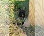 Small #1 Golden Labrador Mix