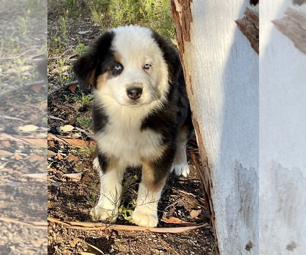 Medium Photo #4 Australian Shepherd Puppy For Sale in ACTON, CA, USA