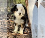 Small Photo #4 Australian Shepherd Puppy For Sale in ACTON, CA, USA