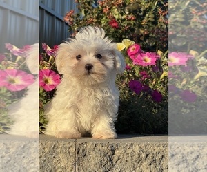 Poo-Ton (Toy) Puppy for sale in CANOGA, NY, USA