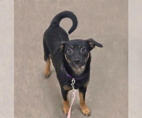 Medium Photo #1  Puppy For Sale in , 