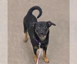 Small Photo #1  Puppy For Sale in , 