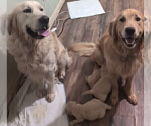 Father of the Golden Retriever puppies born on 01/18/2026