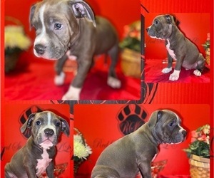 American Bully Puppy for sale in TRENTON, NJ, USA