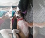Small Photo #5 Italian Greyhuahua Puppy For Sale in San Diego, CA, USA