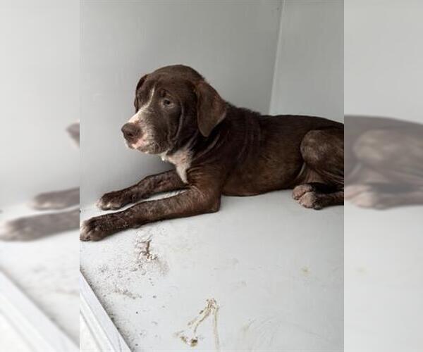 Medium Photo #1 German Shorthaired Pointer-Unknown Mix Puppy For Sale in Houston, TX, USA