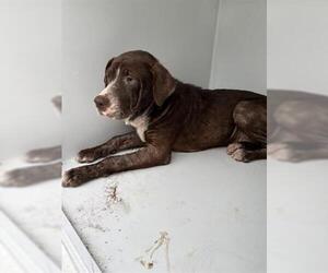 German Shorthaired Pointer-Unknown Mix Dogs for adoption in Houston, TX, USA