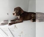Small German Shorthaired Pointer Mix