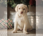 Small Photo #8 Labradoodle Puppy For Sale in NEWBURG, MO, USA
