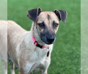 Medium Mutt