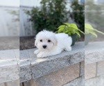 Small #1 Coton de Tulear-Poodle (Toy) Mix
