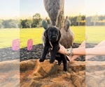 Puppy Pink Collar Labrador Retriever