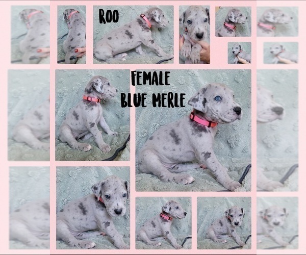 Medium Photo #3 Great Dane Puppy For Sale in CORONA, CA, USA