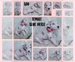Small #2 Great Dane