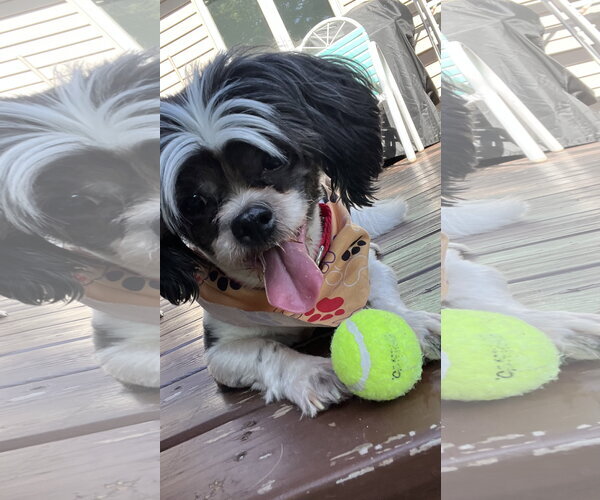 Medium Photo #3 Shih Tzu-Unknown Mix Puppy For Sale in New London, WI, USA