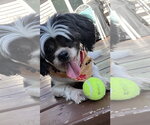 Small #2 Shih Tzu Mix