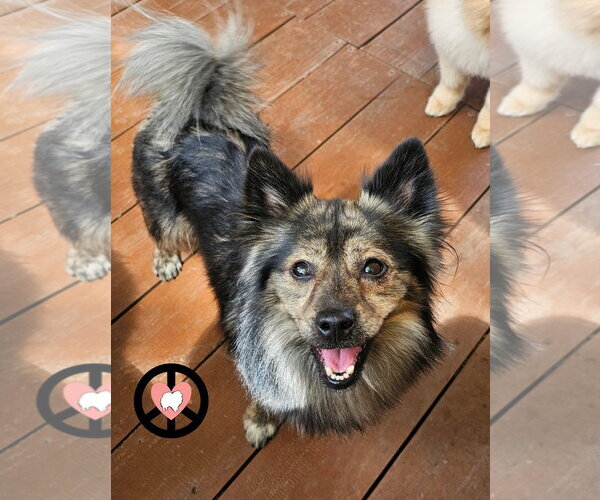Medium Photo #2 Pineranian Puppy For Sale in Lebanon, PA, USA