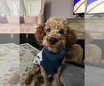 Small Photo #2 Poodle (Miniature) Puppy For Sale in St. Louis Park, MN, USA