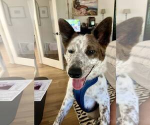 Mutt Dogs for adoption in Paso Robles, CA, USA