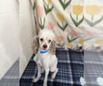 Small Photo #3 Poodle (Toy)-Unknown Mix Puppy For Sale in Pacolet, SC, USA