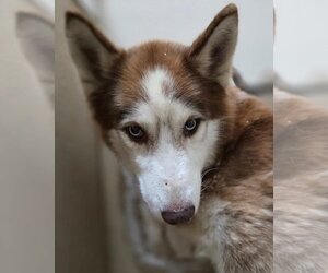 Siberian Husky Dogs for adoption in Matawan, NJ, USA