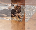 Small Photo #204 German Shepherd Dog Puppy For Sale in LA FAYETTE, NY, USA