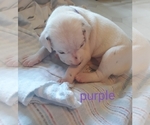 Small Photo #17 Dalmatian Puppy For Sale in ROGERS, MN, USA