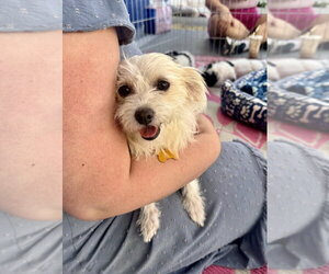 Princey - Female Mutt Dog for Adoption - Photo #4